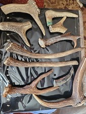 Lot deer antlers for sale  LLANTWIT MAJOR