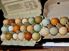 Bunte bruteier hühnereier gebraucht kaufen  Uetze