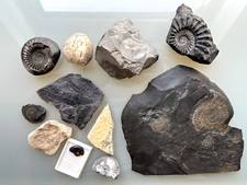 Fossiliensammlung gebraucht kaufen  Berlin
