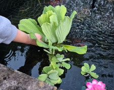 Pistia stratiotes jumbo for sale  PETERBOROUGH