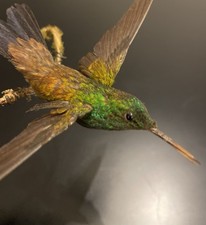 Colibri taxidermie circa d'occasion Colibri taxidermie circa d'occasion  Nice-