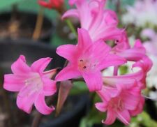 Pink belladonna amaryllis for sale  Westwego