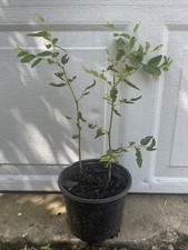 Shanxi jujube chinese for sale  Brunswick