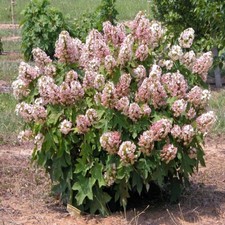 Hydrangea quercifolia munchkin for sale  Milton Freewater