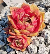 Sempervivum grüner gruß gebraucht kaufen  Gera-Umland
