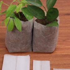 100pcs plant grow for sale  HATFIELD