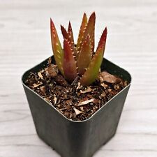 Succulent live plant for sale  San Jose