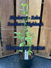 Blueberry rebel southern for sale  Mauk