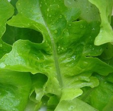 500 graines salade d'occasion  France