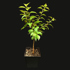 Osage orange trees. for sale  Elkins