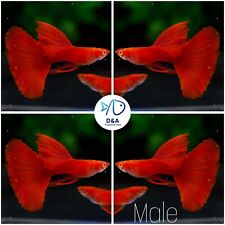Pair live aquarium for sale  Houston