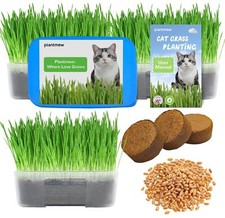 Plantmew cat grass for sale  Spring