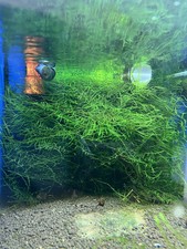 Java moss live for sale  BRANDON
