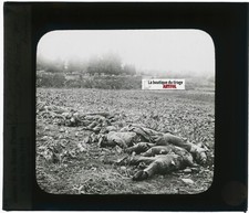 Maurupt guerre photo d'occasion  Grenade