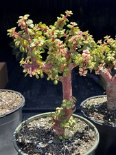 jade bonsai for sale jade bonsai for sale San Diego