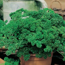 Parsley comb. see for sale  Red Lion