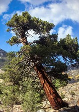 Calocedrus decurrens incenso usato  Napoli