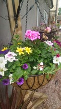 Hanging baskets inch for sale  NEWCASTLE