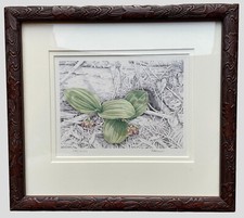 Quadro esculpido assinado com estampa botânica vintage e R. Brown Lady Slipper nota de artista #186 comprar usado  Enviando para Brazil