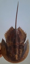 Curiosité taxidermie coquilla d'occasion  Montpellier-