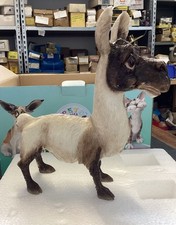 pet donkey for sale  STOKE-ON-TRENT