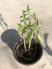 Goji berry plant for sale  Baldwin Park