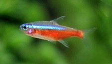 Cardinal tetra for sale  Royse City