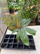Dypsis rosea palm for sale  Port Saint Lucie