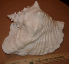 Large queen conch for sale  Loves Park