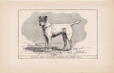 1900 smooth fox for sale  BIDEFORD