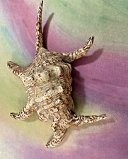 Spider conch sea for sale  Nolensville