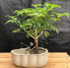 Hawaiian umbrella bonsai for sale  Patchogue