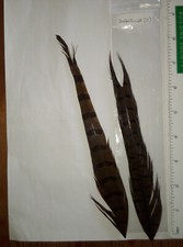 Pieces pheasant tail for sale  CONSETT