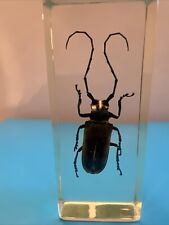 Insect specimen batocera for sale  WISBECH