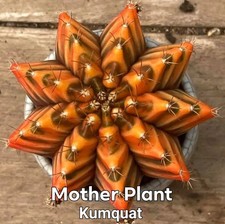 Gymnocalycium variegated clone for sale  Indianapolis