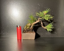 Bonsai mame roche d'occasion  Nogent-sur-Marne
