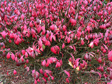Red fall burning for sale  Evarts
