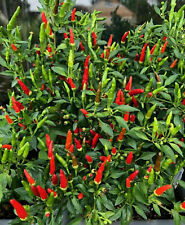 Mini chilli bonsai gebraucht kaufen  Lehrte