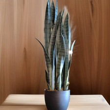 Artificial snake plant for sale  Stuart