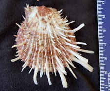 Spondylidae spondylus variegat for sale  Charlottesville