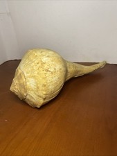 Large lightning whelk for sale  Doylestown