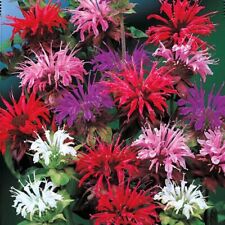 Bee balm mix for sale  Buffalo