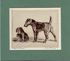 Welsh terrier caught for sale  SPALDING