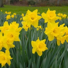 Daffodil dutch master for sale  GLASGOW