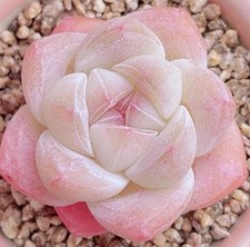 Echeveria ice green for sale  HULL