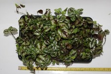 Yellow archangel punnets for sale  ROCHESTER