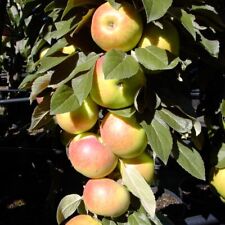 Säulenapfel arbat schorfresis gebraucht kaufen  Detmold