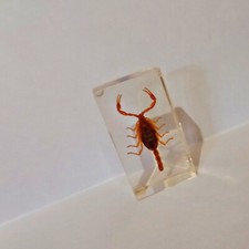 Scorpione imbalsamato usato  Villasalto