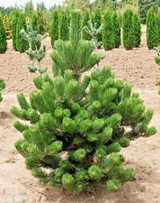 Set austrian pine for sale  Coos Bay