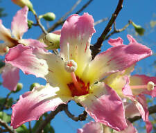 Chorisia speciosa exotic for sale  Miami